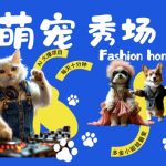 揭秘：酷炫动物舞步秀场，潮流喵星人与FASHION汪星人，多金小姐姐追捧的月入过万秘籍！